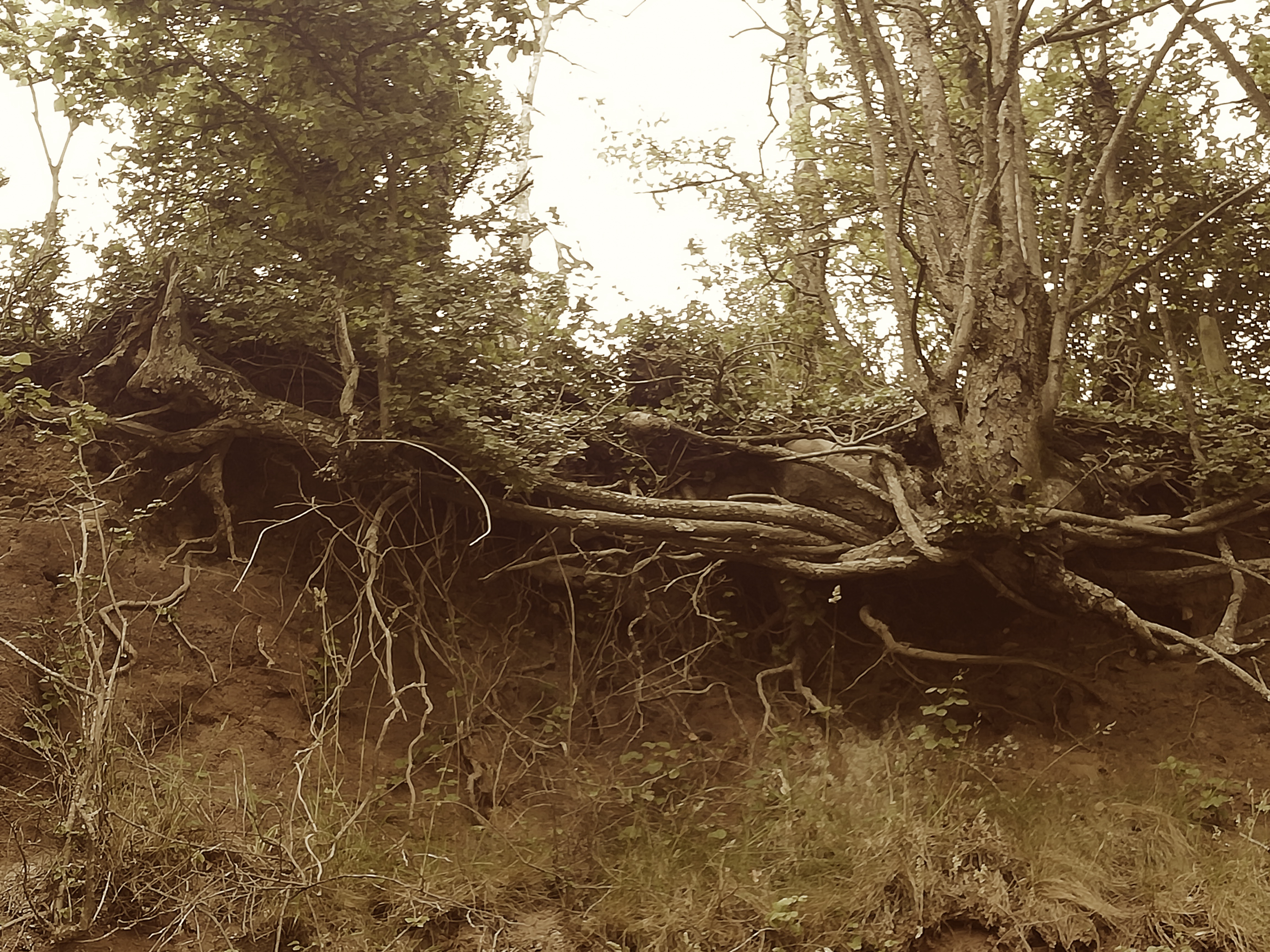 Tree Root Tangle - Half Sepia